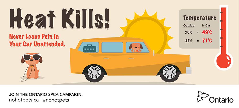 pets in hot cars