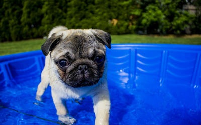 image for Heat Stroke in Dogs